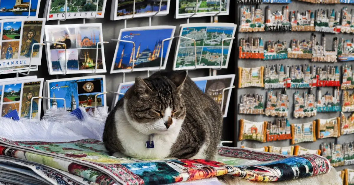 Como os gatos reagem a viagens e mudanças?