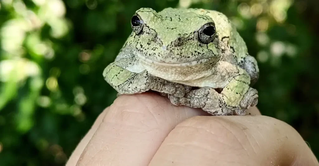 O que faz a pele dos sapos ser tão única e especial?