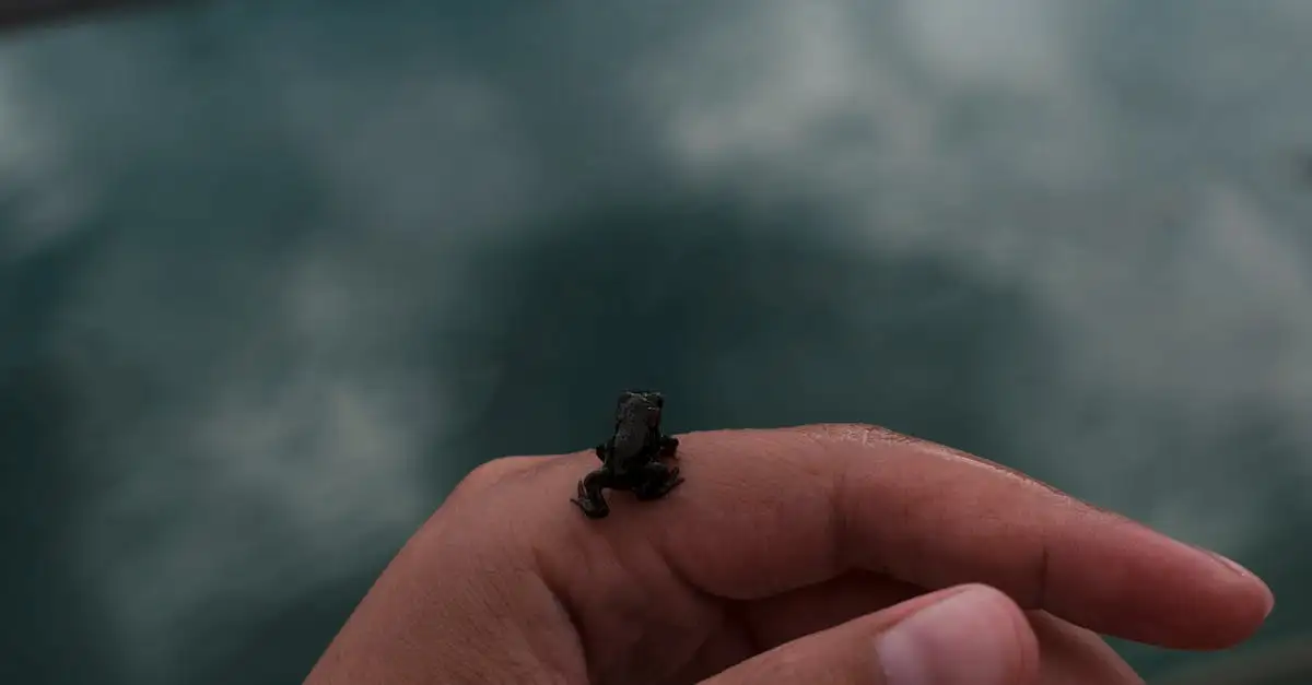 O que faz a pele dos sapos ser tão única e especial?