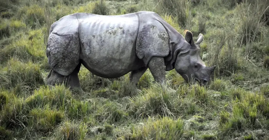 Onde está localizado o Parque Nacional de Kaziranga?