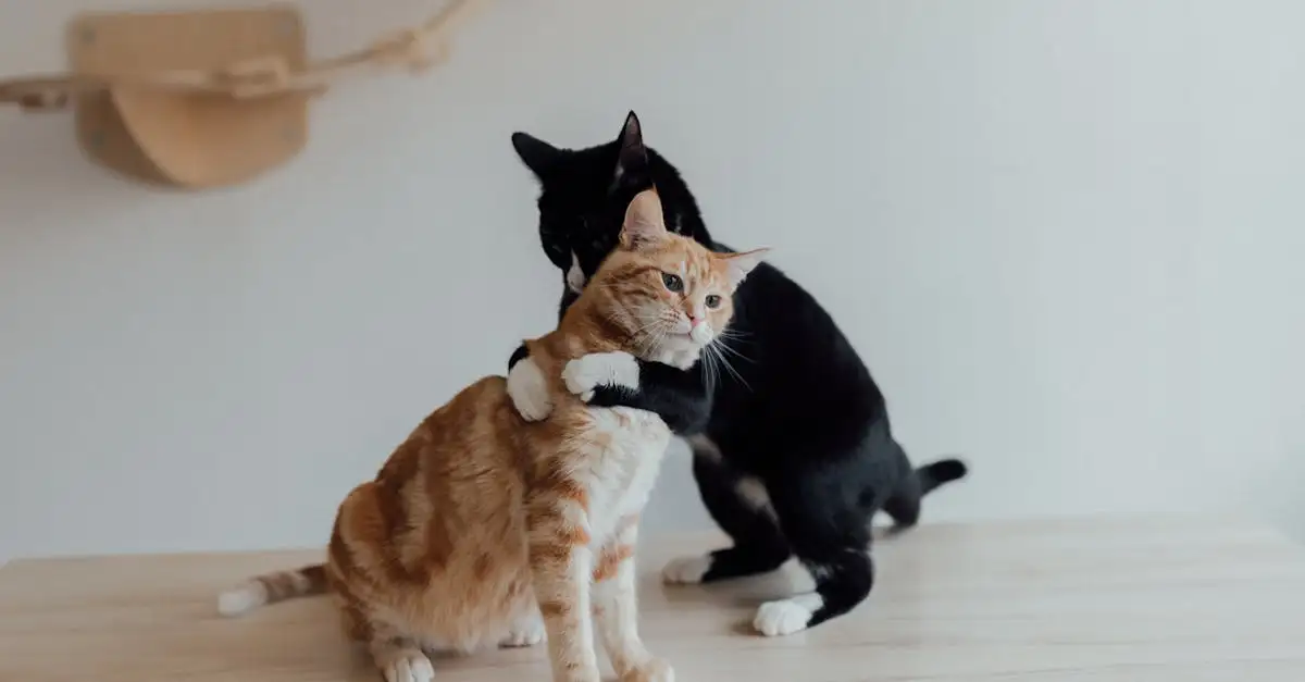 Por que gatos são os melhores animais de estimação?