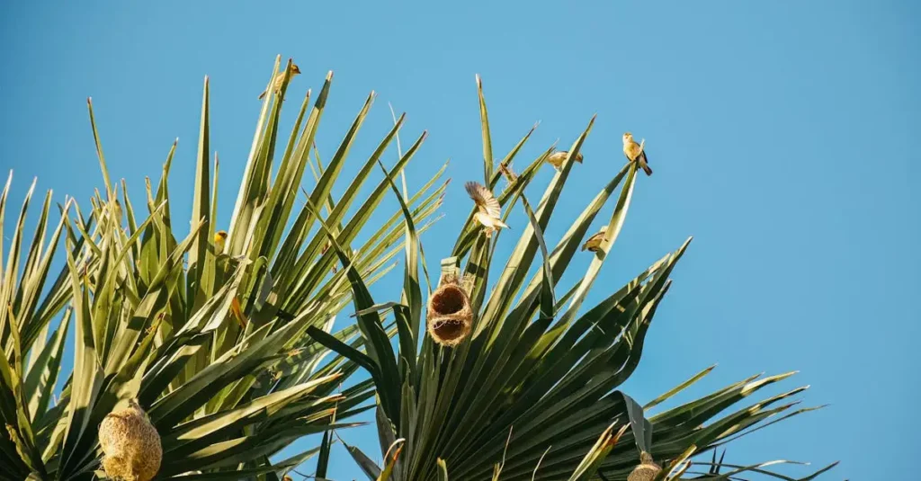 Por que os ninhos dos tecelões são tão únicos e fascinantes?