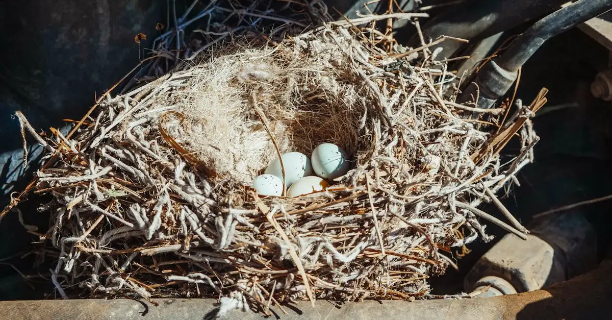 Por que os ninhos dos tecelões são tão únicos e fascinantes?