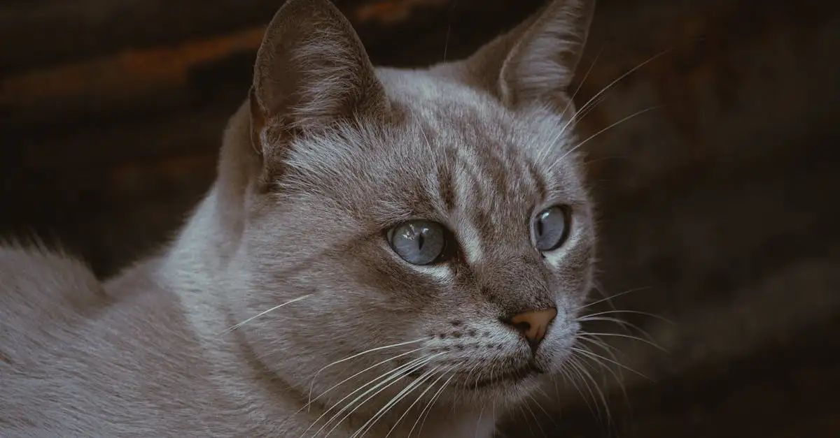 Quais são as principais necessidades nutricionais dos gatos?