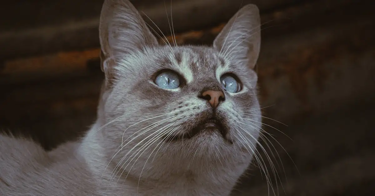 Quais são as principais necessidades nutricionais dos gatos?