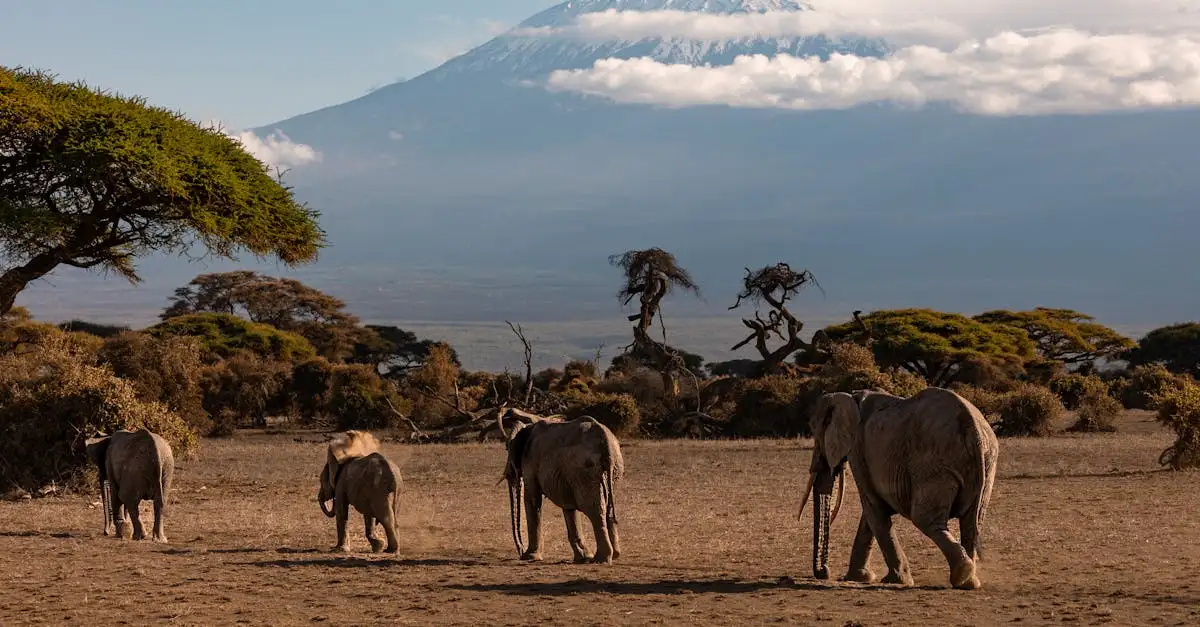 Qual é a montanha mais alta da África: é o Kilimanjaro?
