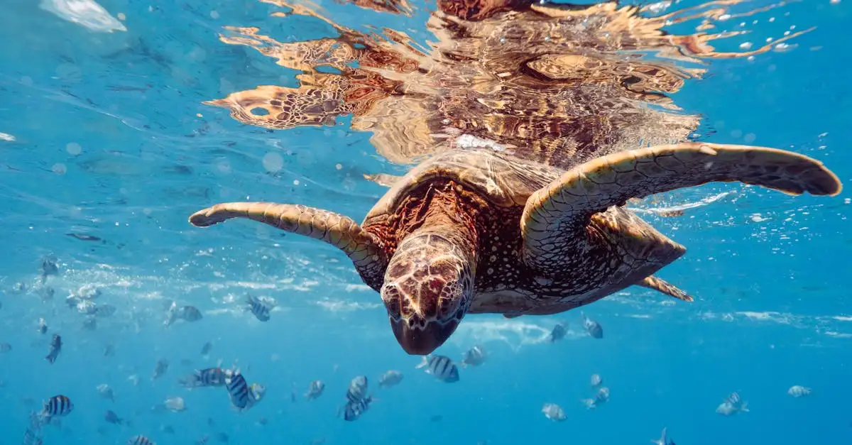 Qual é o significado da história da tartaruga cósmica?