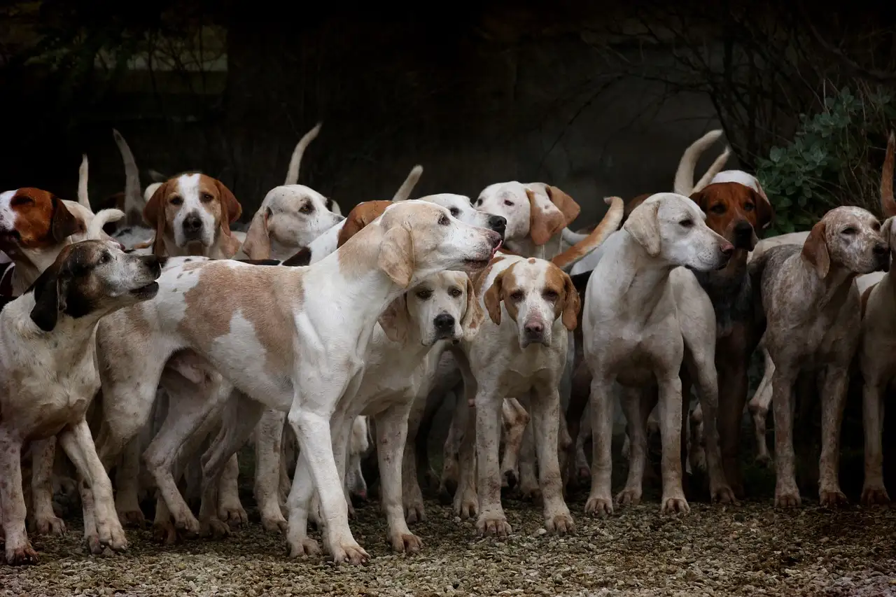 Qual o papel dos cães nas crenças espirituais antigas?
