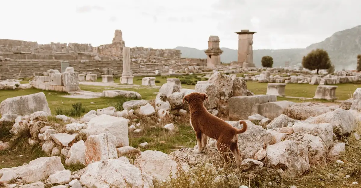Quando os cães se tornaram animais de estimação?