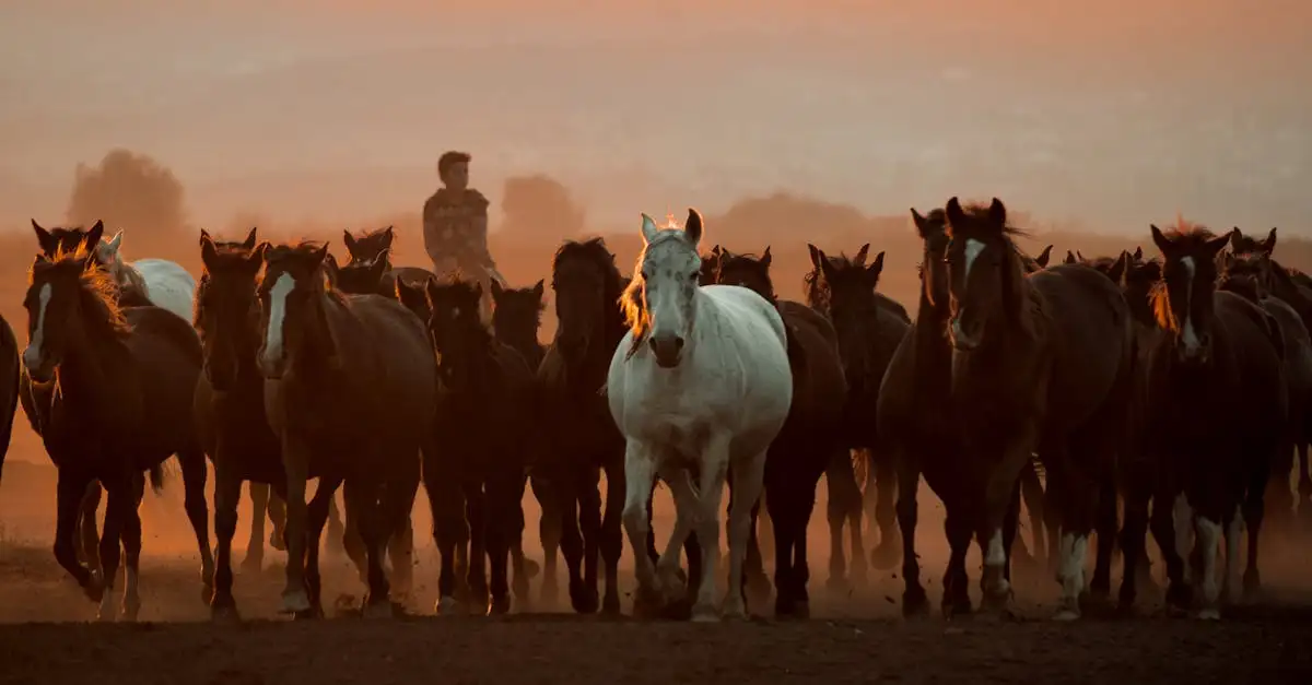 Como os cavalos transformaram a vida dos índios?