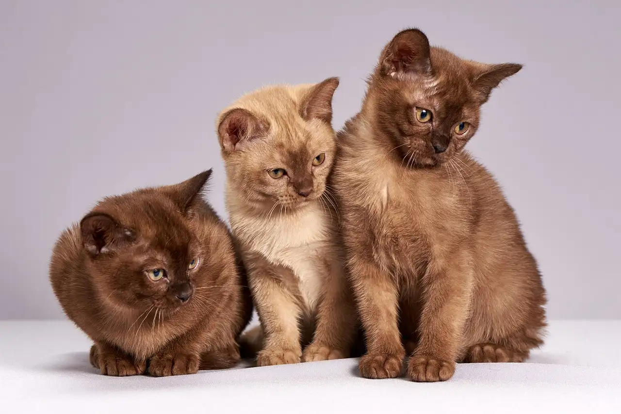 Como os gatos aprendem brincando? Descubra agora!