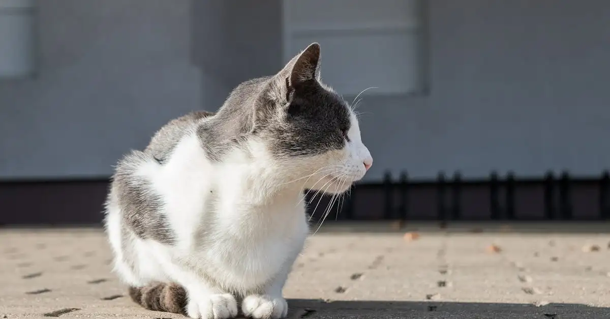 Como os gatos evitam roedores nos estoques de alimentos?