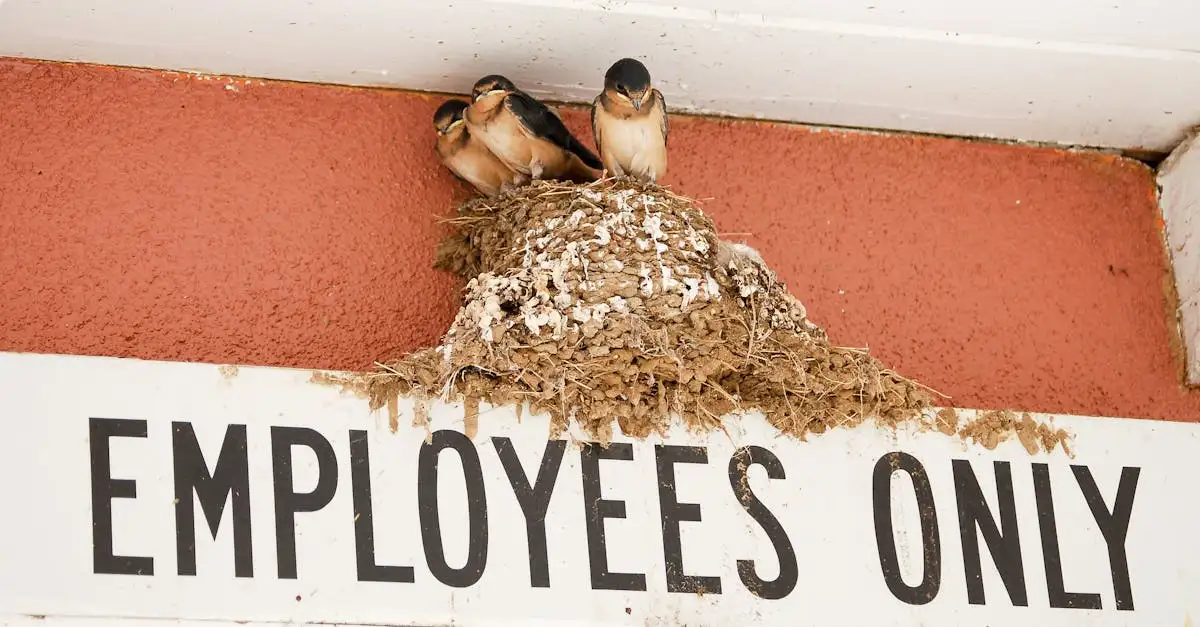 Como os pássaros se comunicam com cantos e chamados?