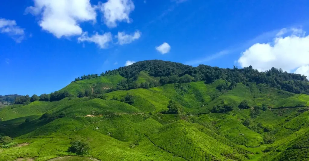 O que explorar nas colinas verdes de Cameron Highlands?