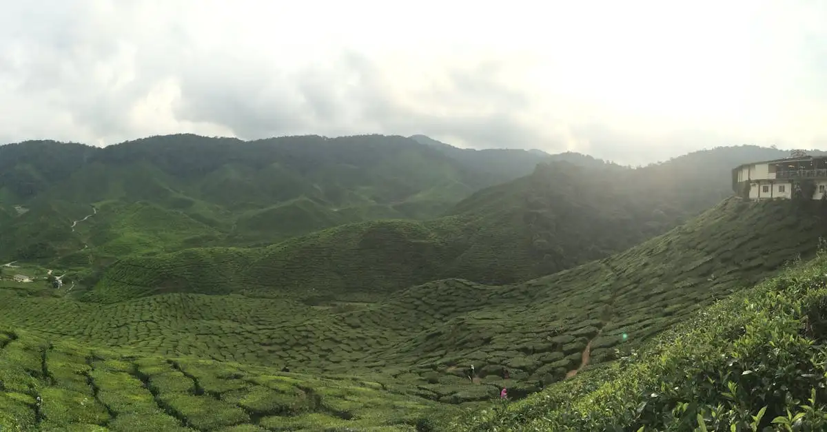 O que explorar nas colinas verdes de Cameron Highlands?