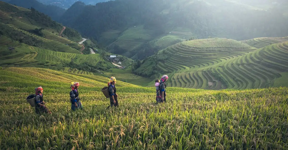 Onde estão os famosos campos de arroz coloridos em Sapa?