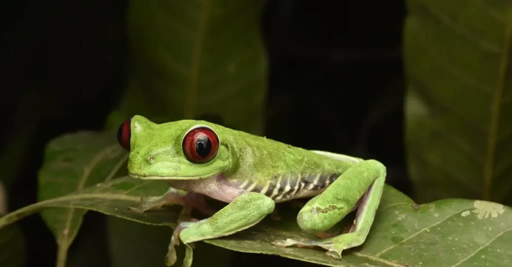 Por que os sapos têm cores tão brilhantes e o que isso significa?