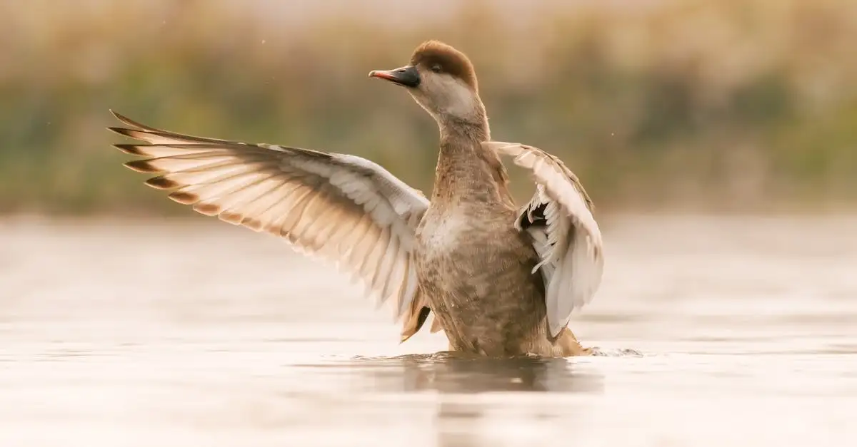 Quais animais vivem no Lago Chilwa, Maláui?