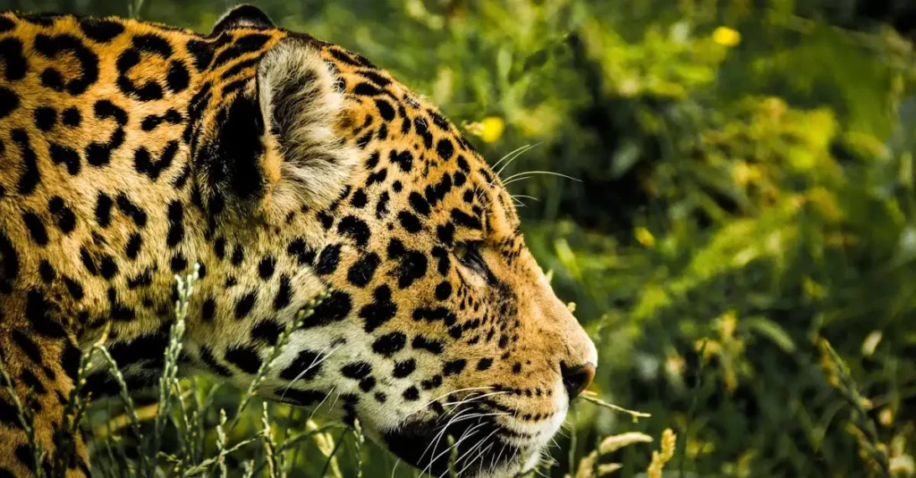 Qual a importância do jaguar nas mitologias da América do Sul?