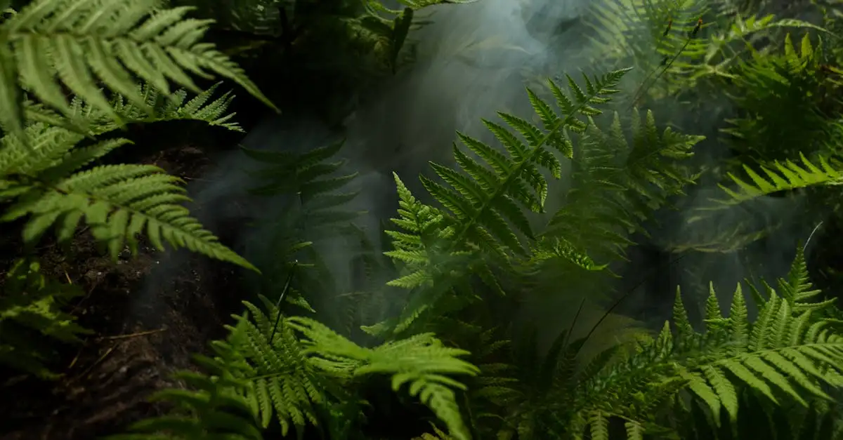Qual é o papel da Amazônia na política ambiental atual?