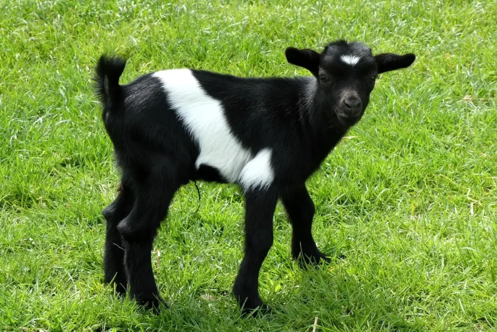 Animais podem reconhecer seu próprio cheiro de verdade?