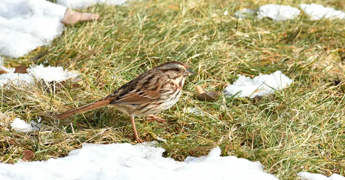 Animais podem reconhecer seu próprio cheiro de verdade?