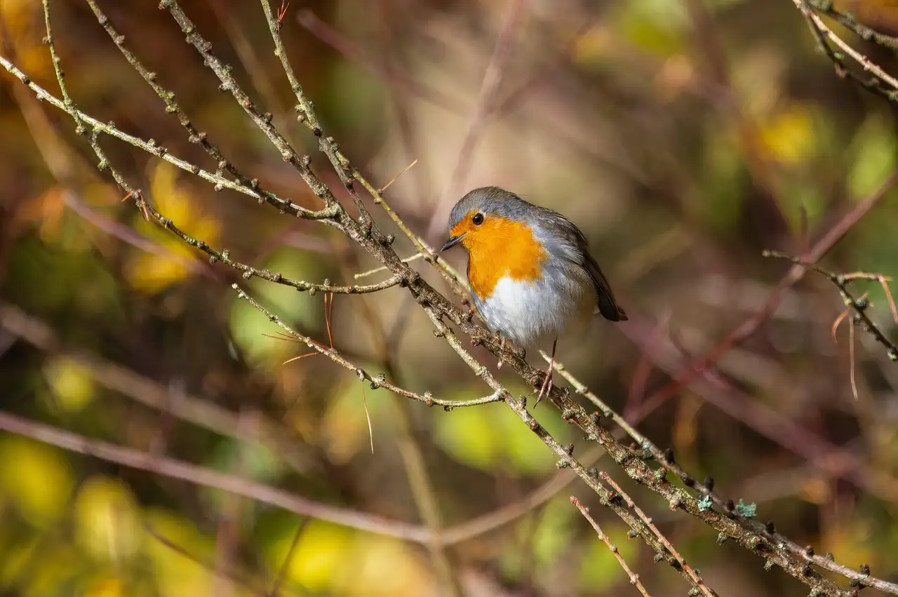 Como as aves aprendem a falar e se comunicar entre si?