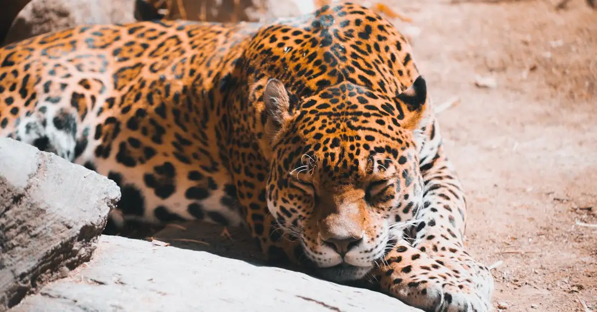 Como as florestas tropicais afetam a diversidade animal?