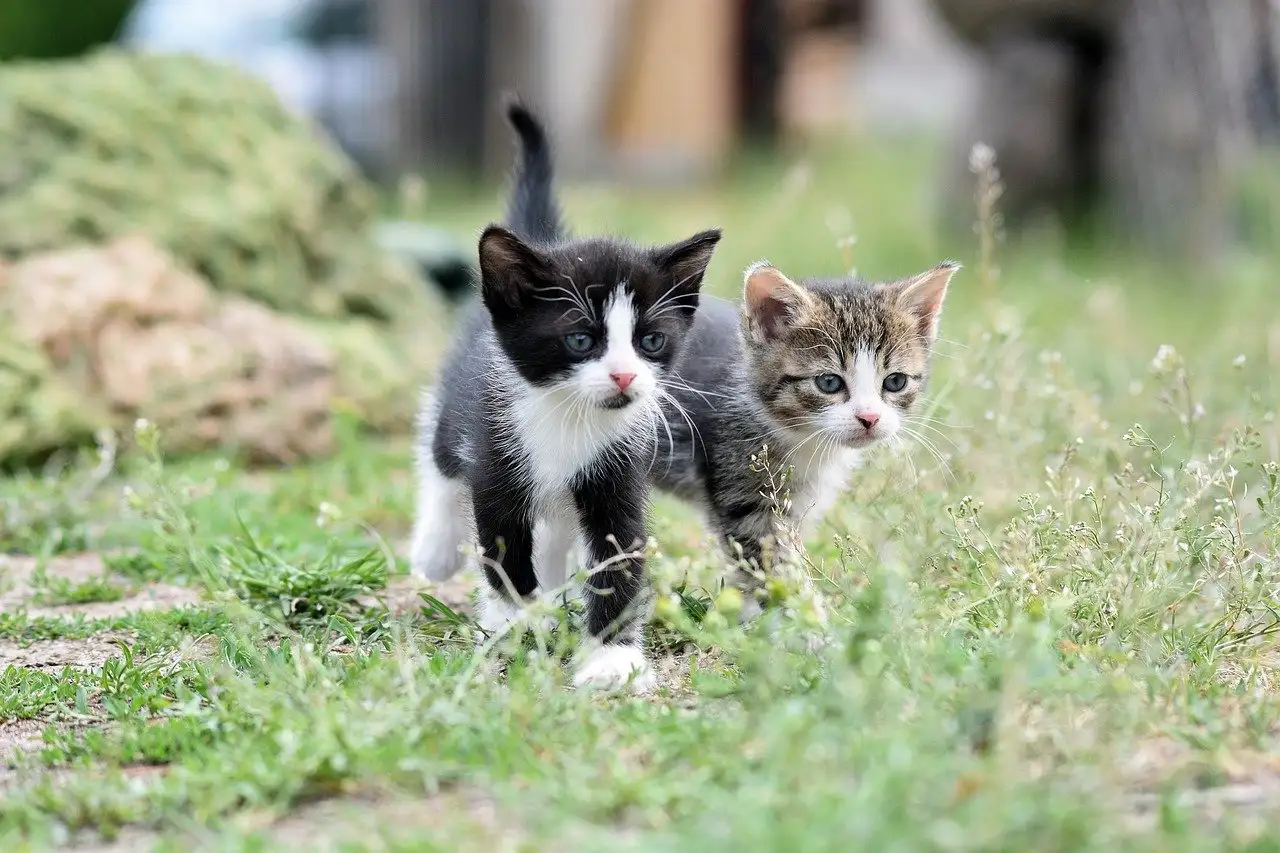 Como os gatos saíram do Egito e conquistaram o mundo?