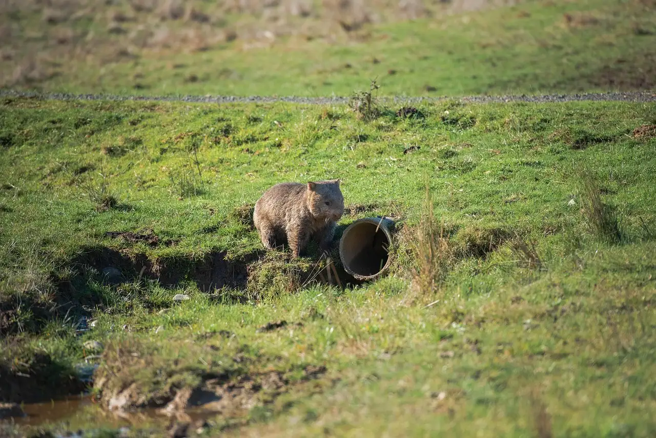 Como os wombats se adaptam a climas secos?