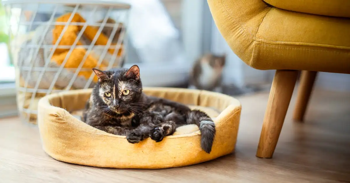 Gatos podem melhorar sua saúde mental? Descubra como!