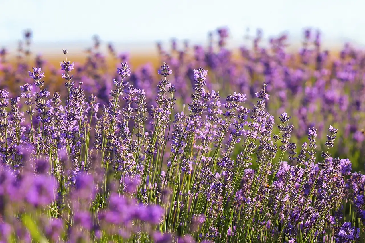 Lavanda pode realmente aliviar a dor de cabeça? Descubra!