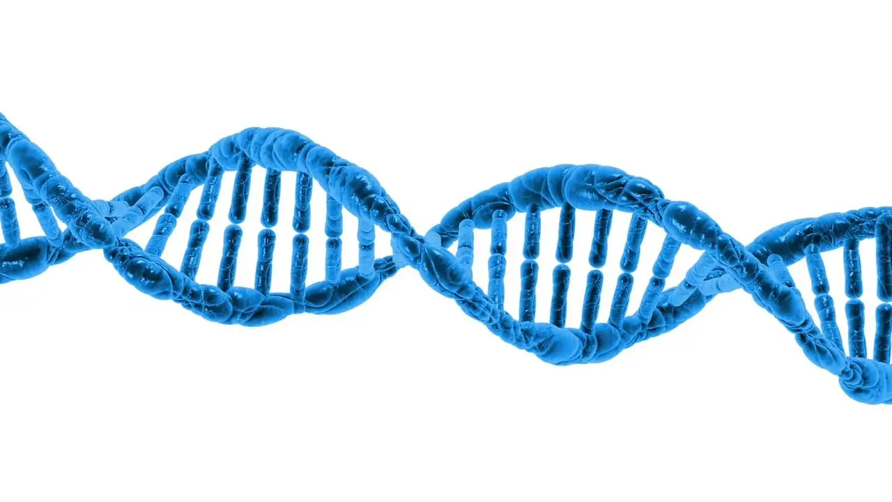 O que a pesquisa de DNA diz sobre a evolução dos gatos?