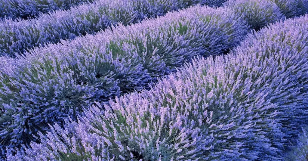 O que é o Parque Regional de Luberon e suas lavandas?