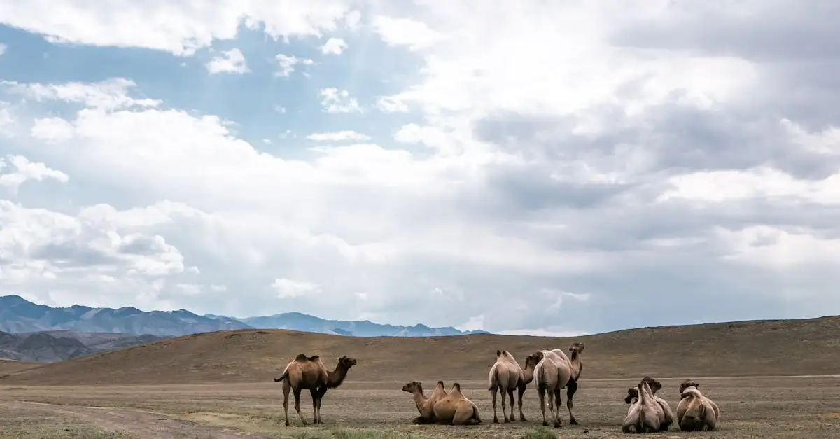 Por que os camelos têm corcovas e qual sua função essencial?