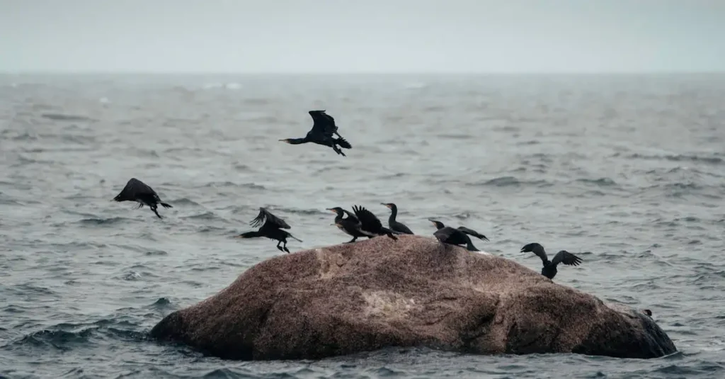 Quais as características das aves mergulhadoras como o corvo-marinho?