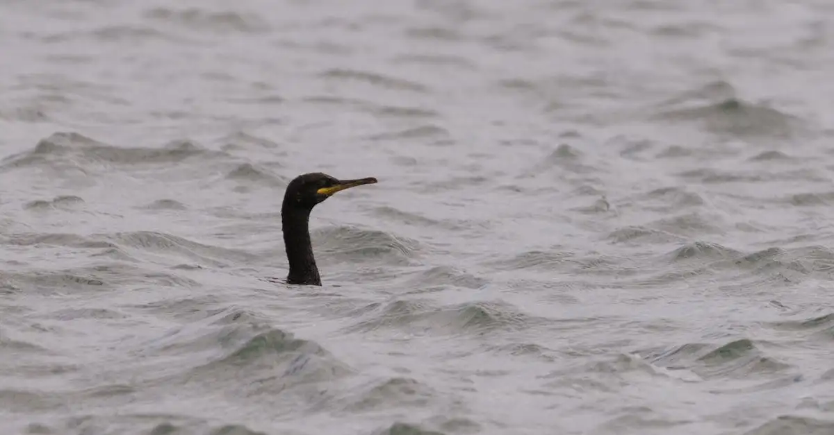 Quais as características das aves mergulhadoras como o corvo-marinho?