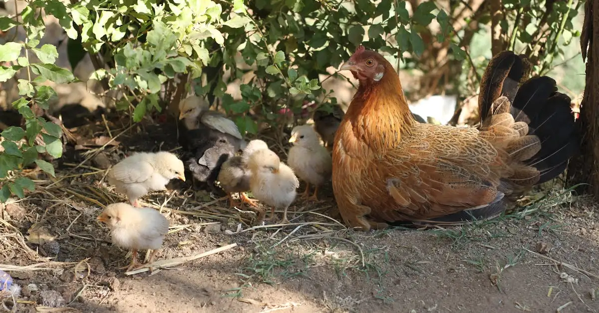 Quais aves nidificam juntas e quais são suas razões?