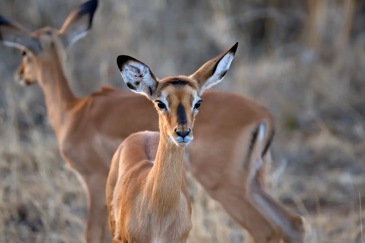 Quais são as 3 atrações imperdíveis no Quênia?