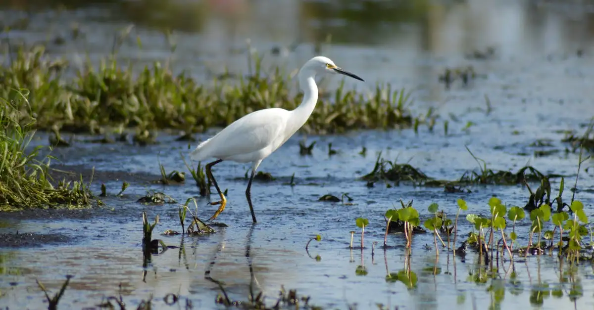 Qual a importância do Lago Okeechobee na gestão da água na Flórida?