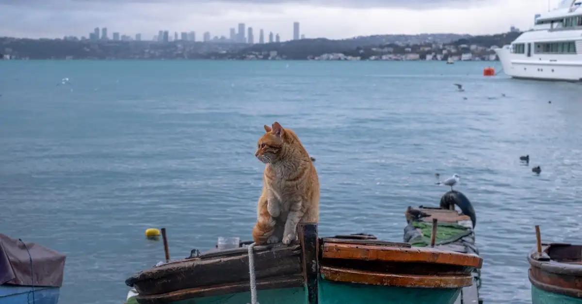 Qual a importância dos gatos em navios medievais?