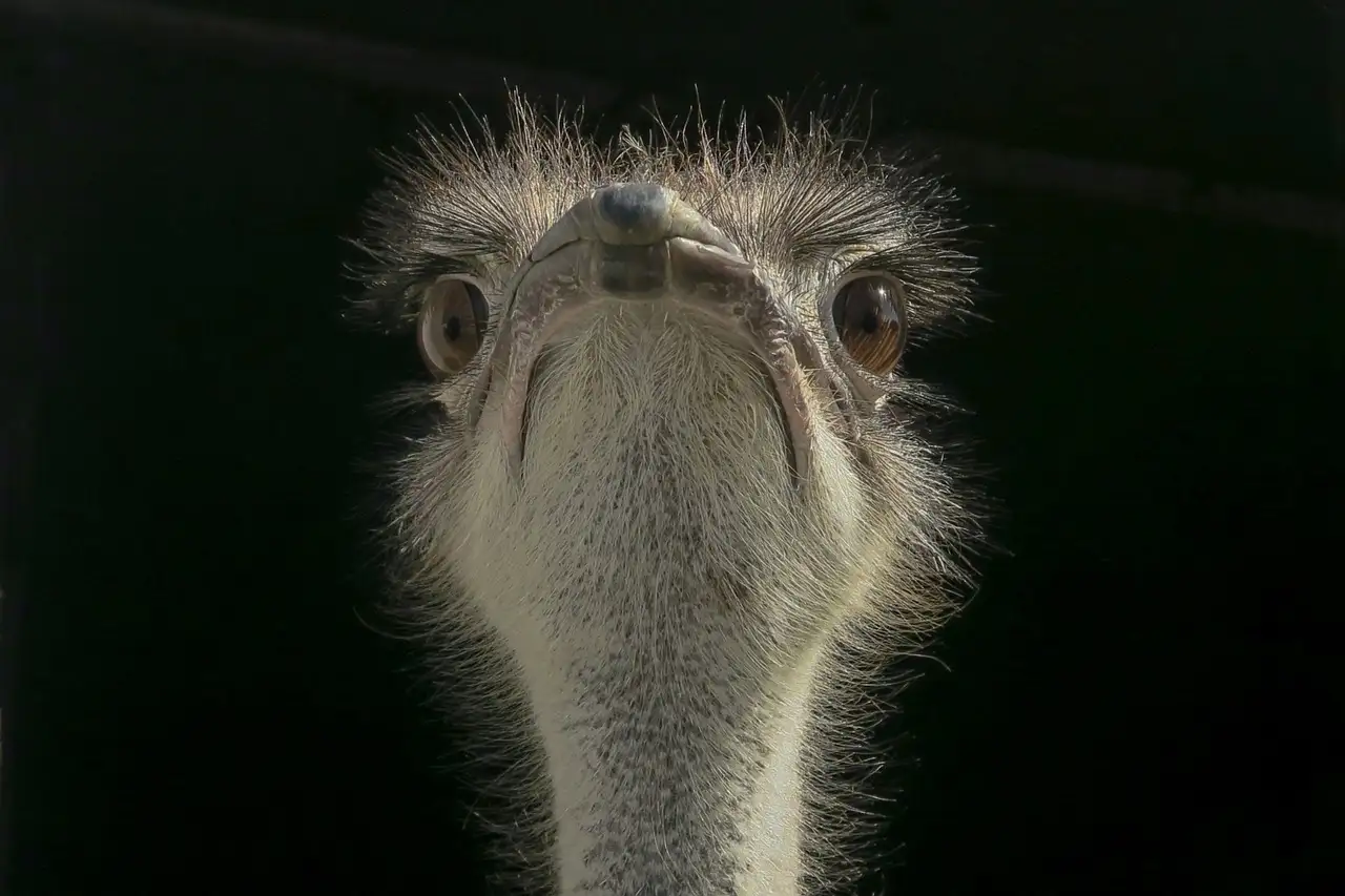 Como a forma do bico influencia a alimentação dos pássaros?