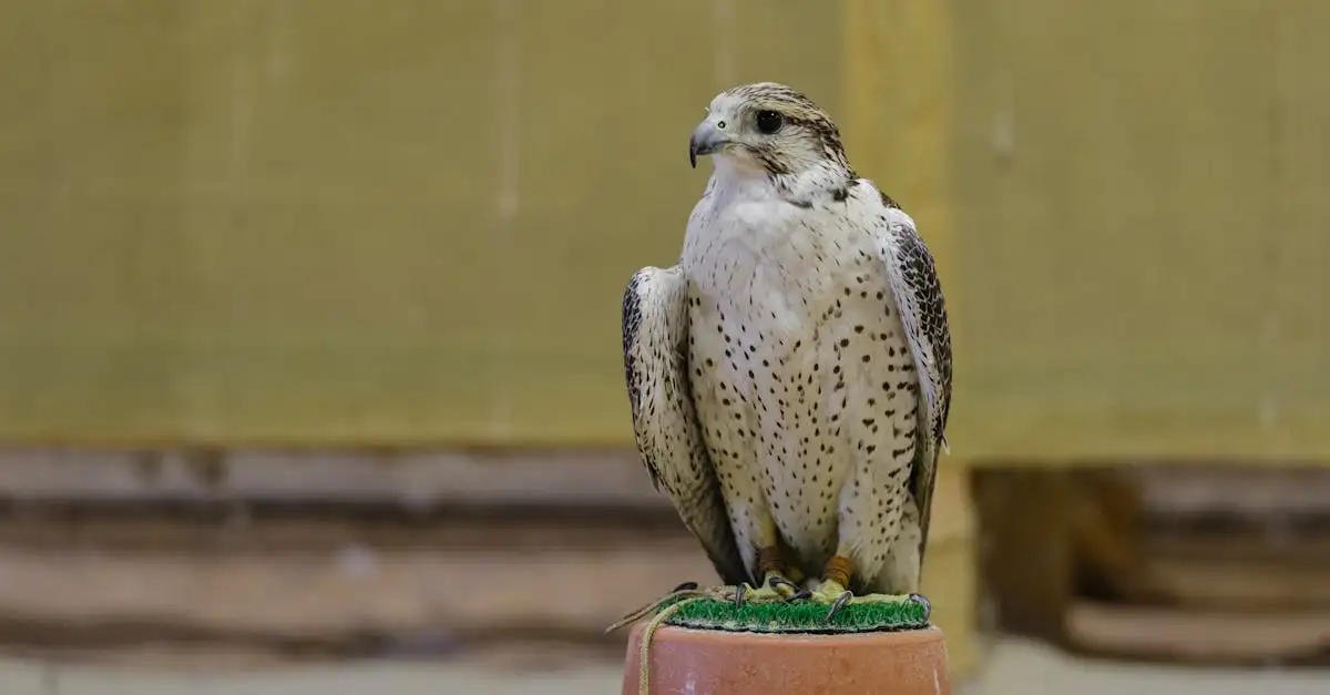 Como o homem utilizou falcões e águias na falcoaria?