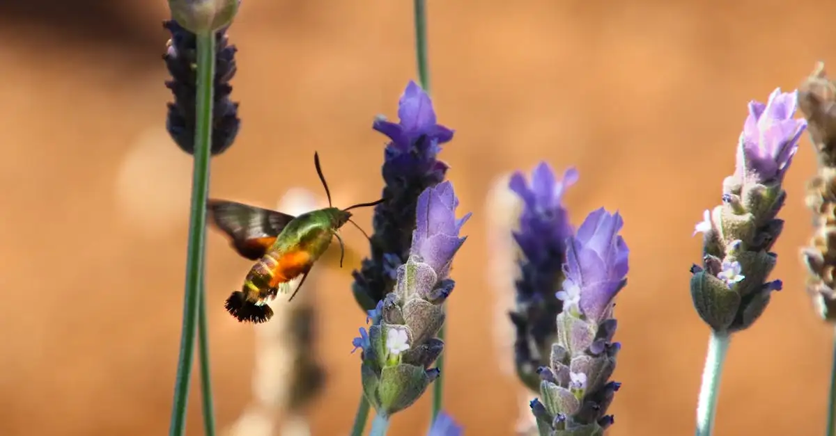 Como usar saquinhos de lavanda para afastar moscas?