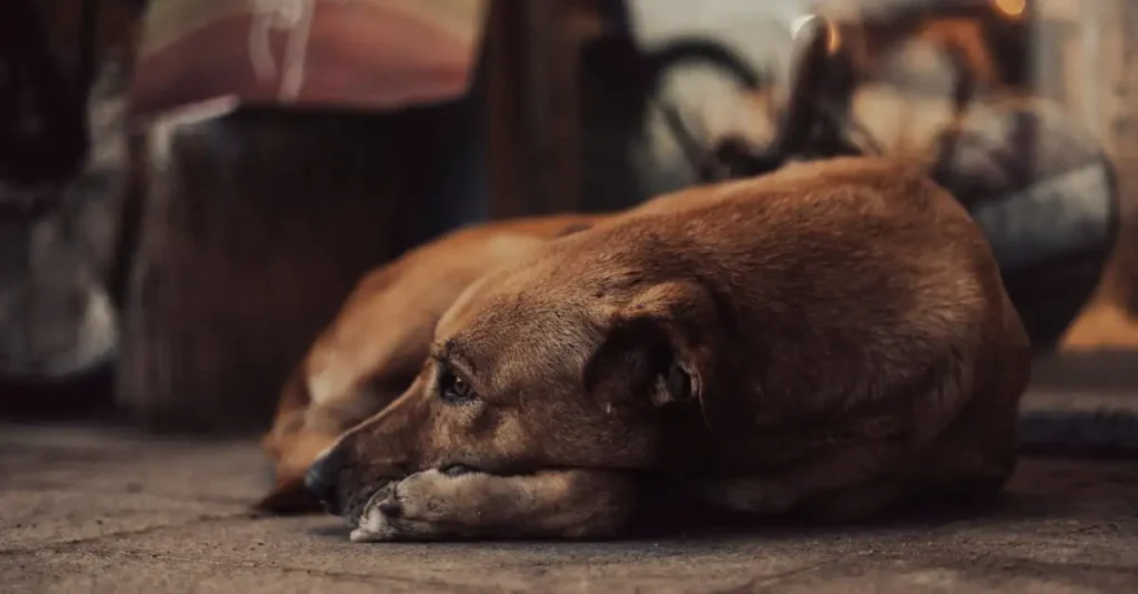 O que os cães simbolizavam no antigo Egito?
