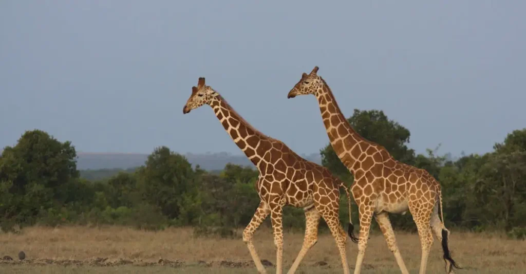 Por que as girafas possuem pescoços tão longos?