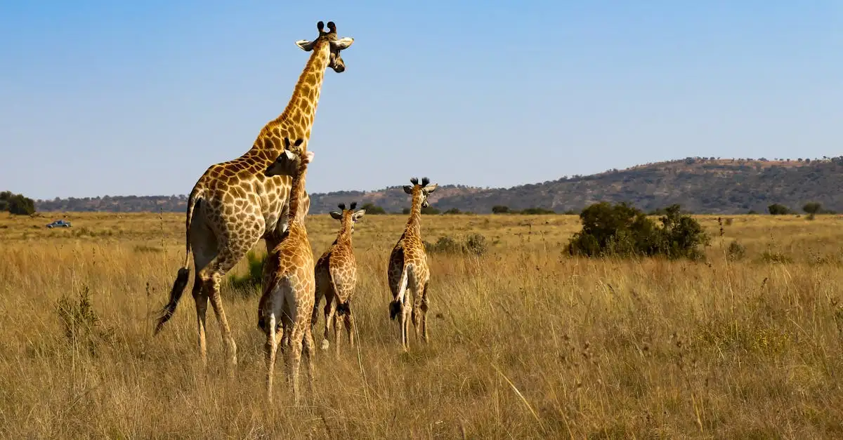 Por que as girafas possuem pescoços tão longos?