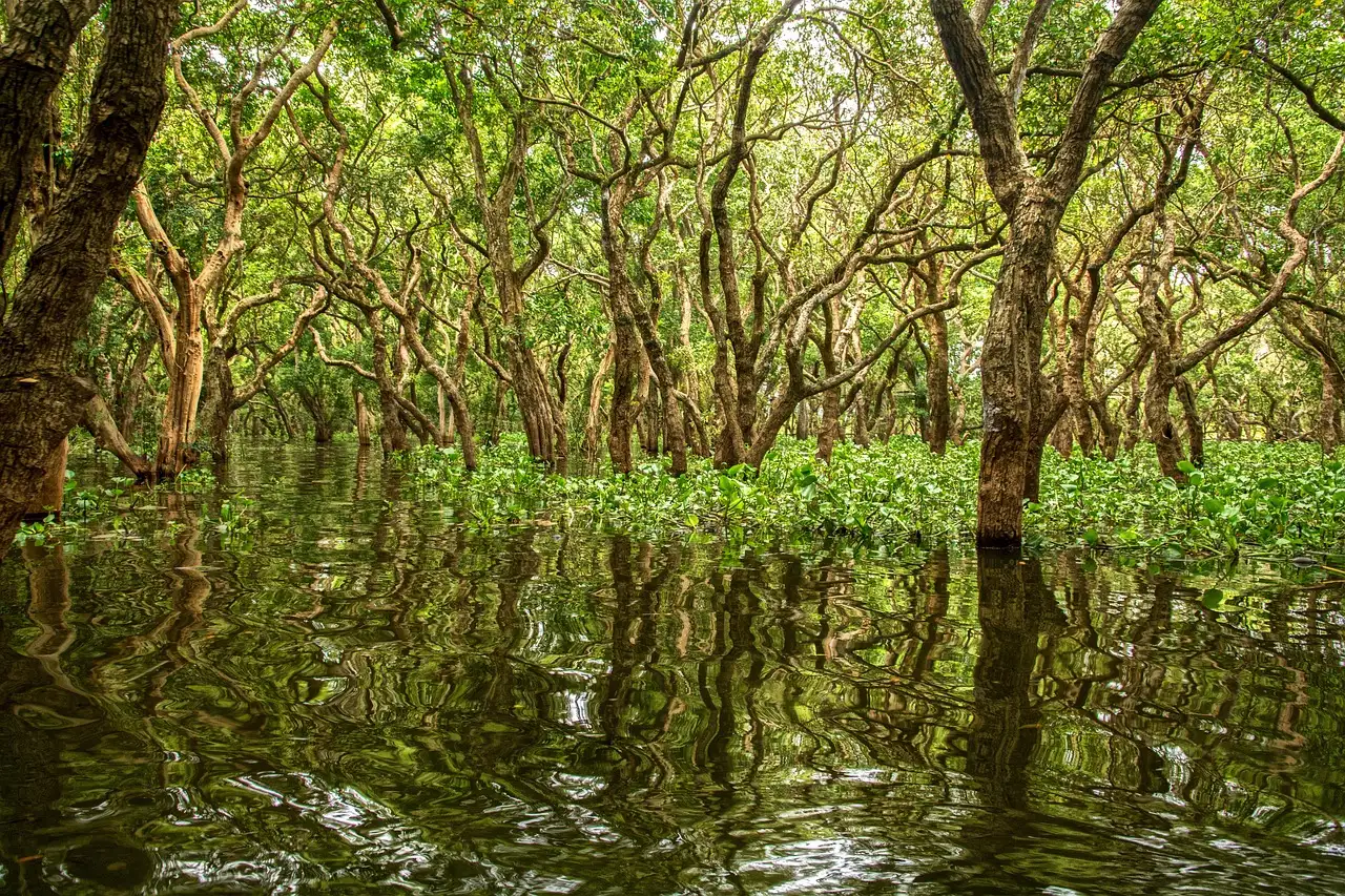 Quais os melhores locais para caiaque nos manguezais de Ometepe?