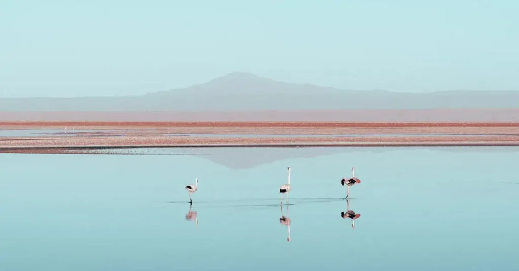 Quais pássaros formam grandes colônias como os flamingos?