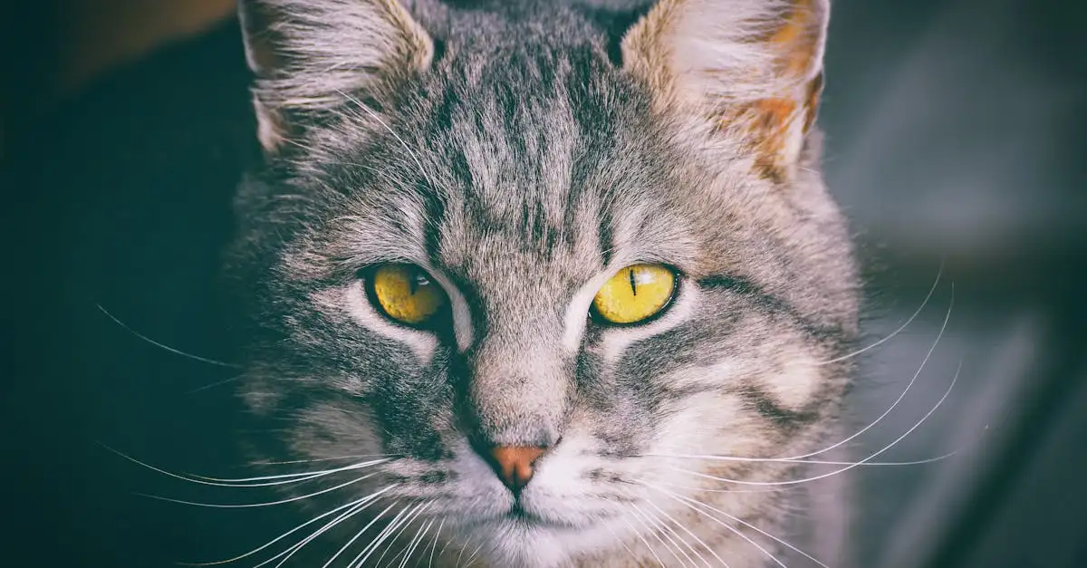 Qual é o nome científico do gato doméstico? Descubra aqui!